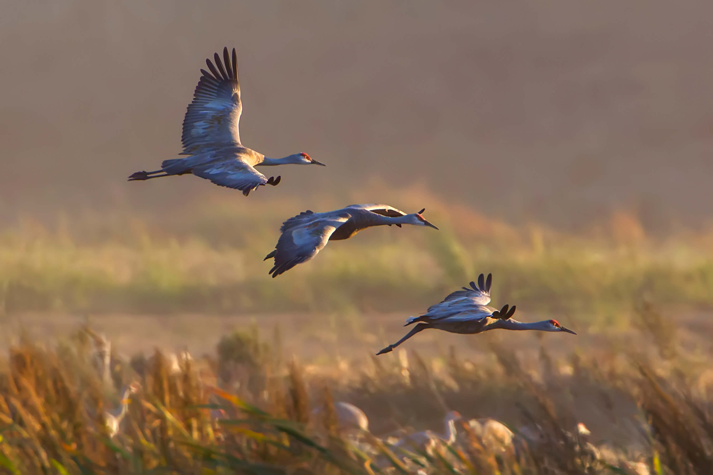 Birds flying over a field